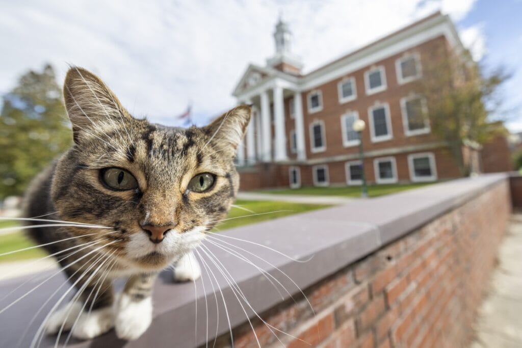 Cat on Castleton campus